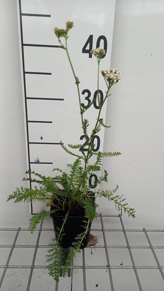 Achillea millefolium 'White Beauty' - pot 9x9 cm
