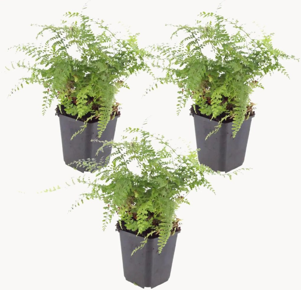 Planten Soft Shield Fern Polystichum setiferum Herrenhausen, 3-delig