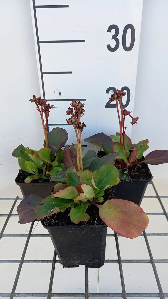 Bergenia 'Morgenröte' - pot 9x9 cm