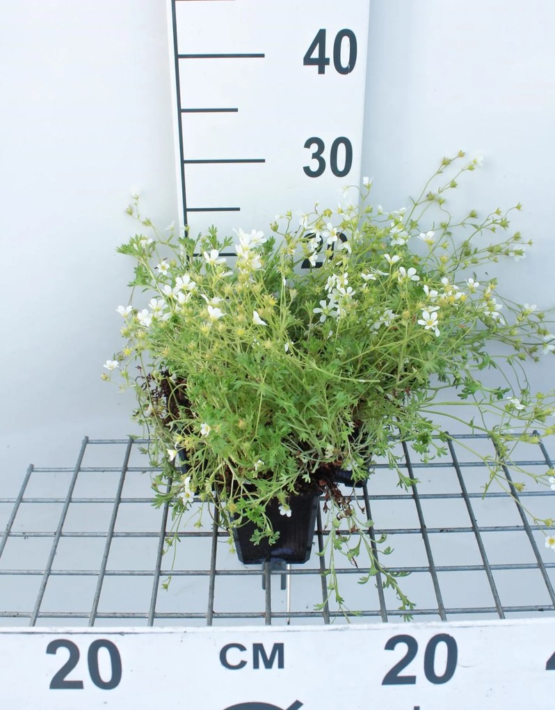 Saxifraga 'Schneeteppich' - pot 9x9 cm