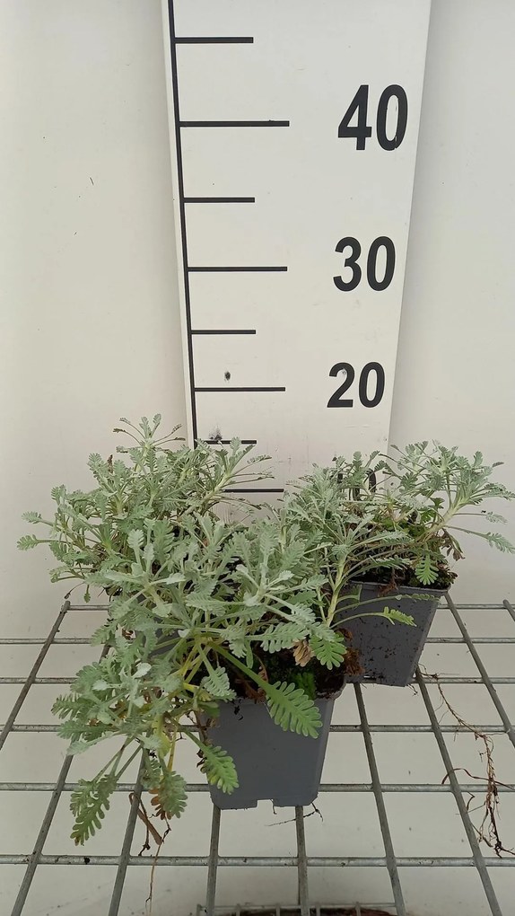 Achillea umbellata - pot 9x9 cm