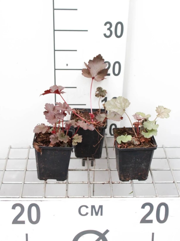 Heuchera 'Black Beauty'® - pot 9x9 cm