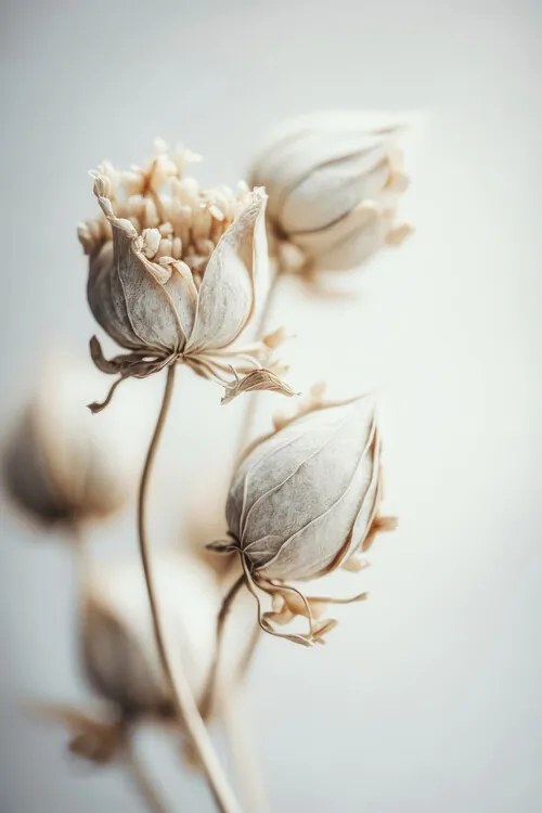 Foto Beige Felt Flowers, Treechild
