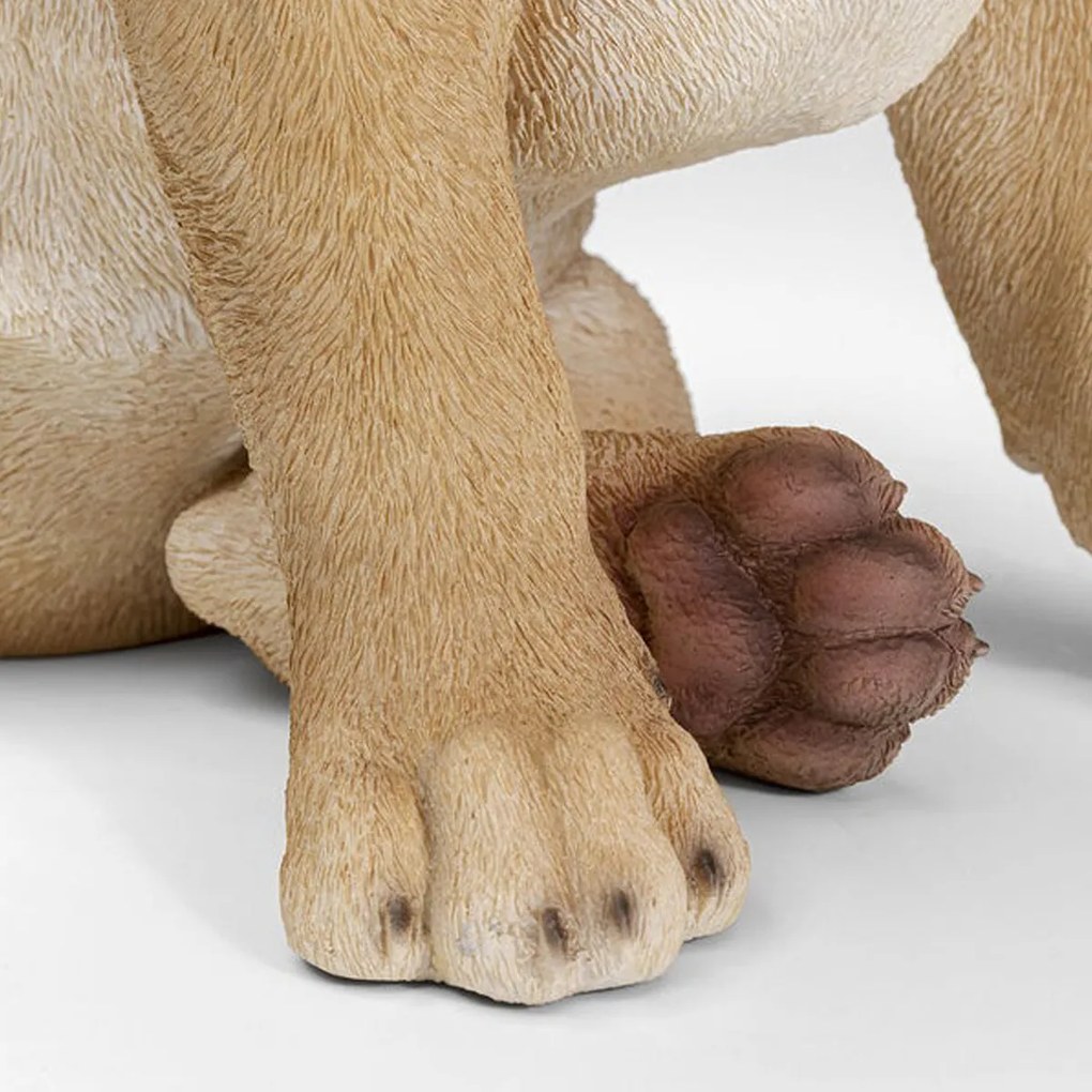 Franse Bulldog Met Dienblad