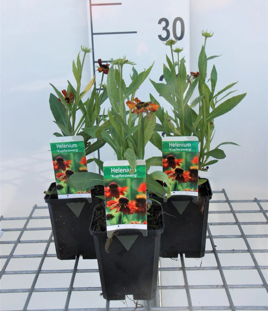 Helenium 'Kupferzwerg' - pot 9x9 cm