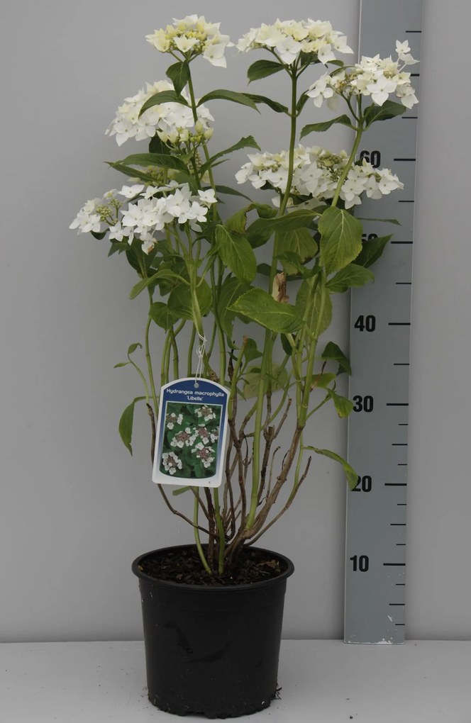 Hydrangea macrophylla 'Libelle' - pot - 25-30 cm