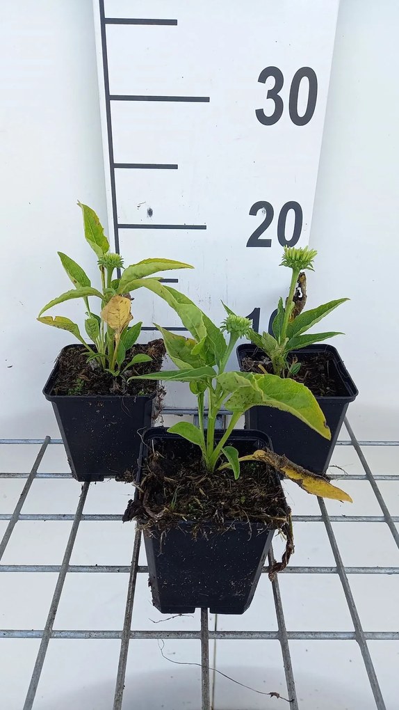 Echinacea 'Meteor Yellow' - pot 9x9 cm