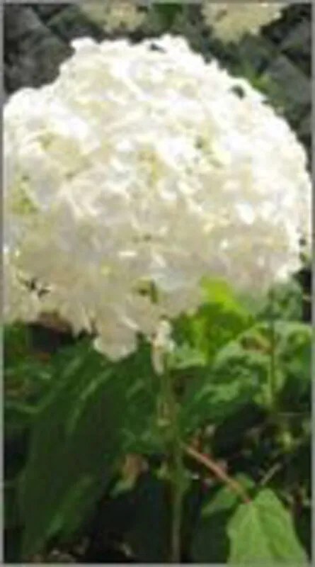 3 x Hydrangea arborescens Annabelle - Hortensia 30-50 cm Knappe witte bolvormige hortensia
