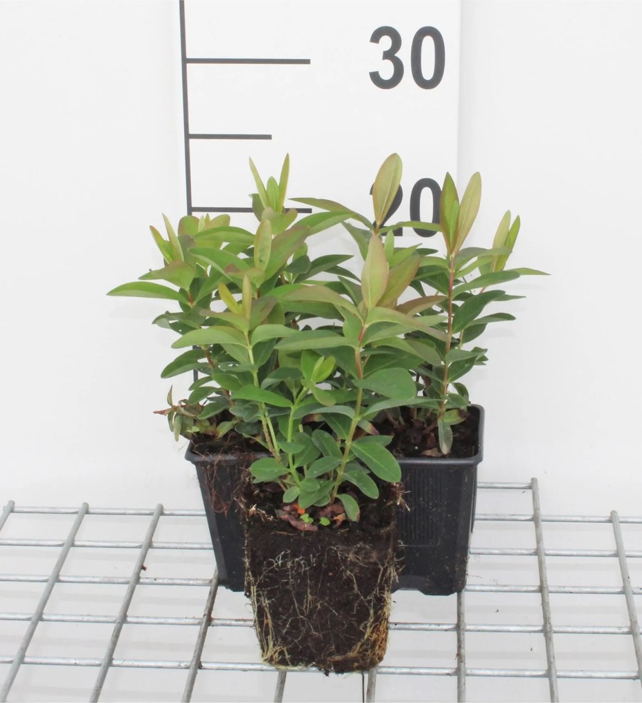Hypericum calycinum - pot 9x9 cm