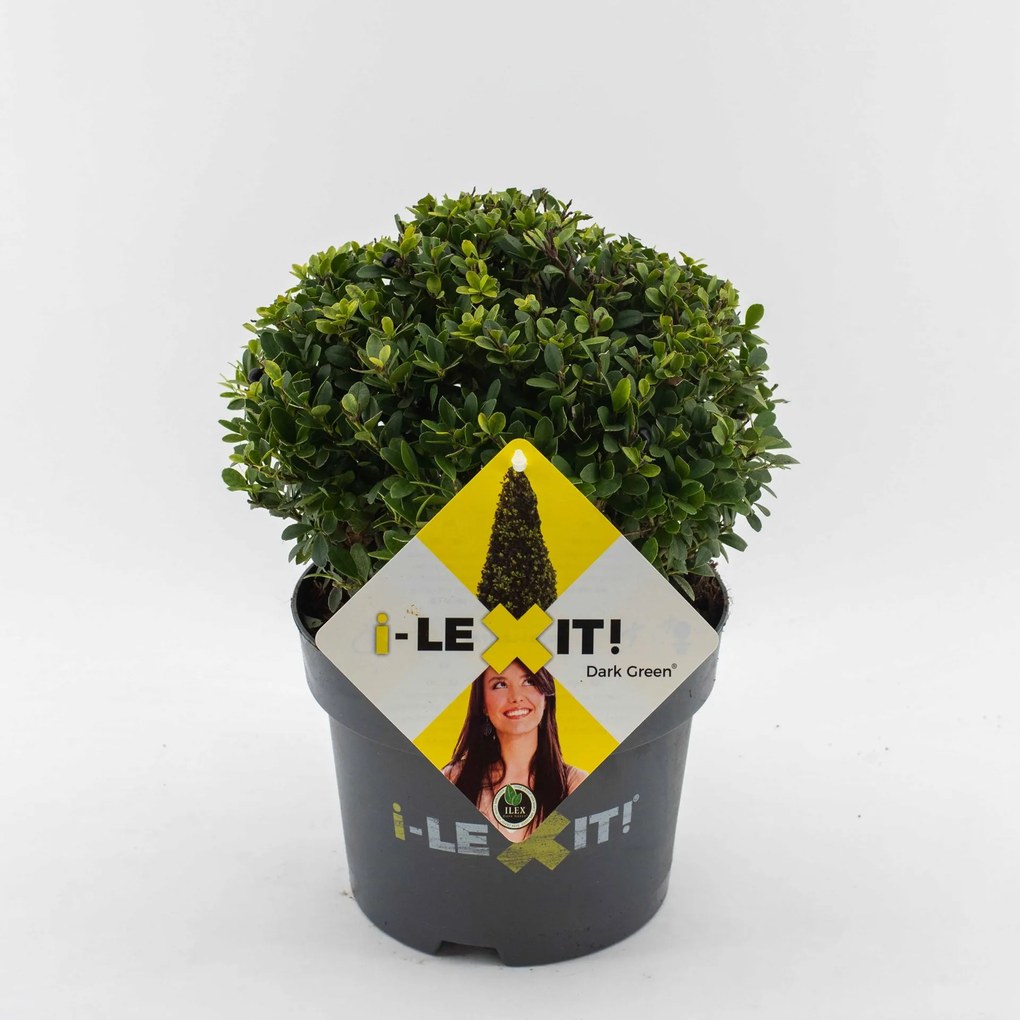 Ilex crenata 'Icoprins11' (Dark Green) - pot 3L - bolvorm diameter 20+ cm