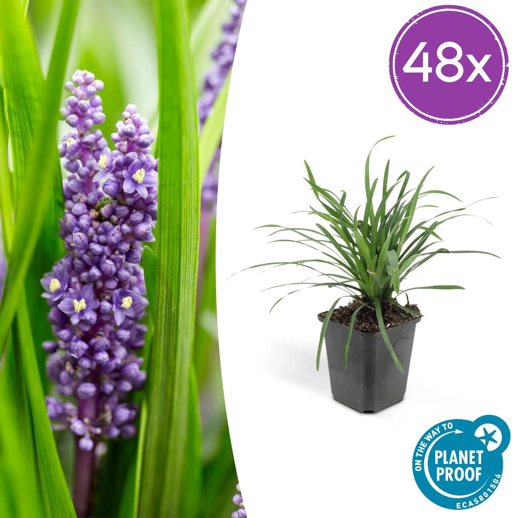 Liriope Muscari 'Big Blue' - 20cm