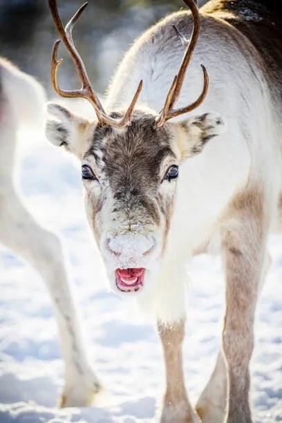 Foto Close up of reindeer in the snow, Swedish Lapland, Roberto Moiola / Sysaworld