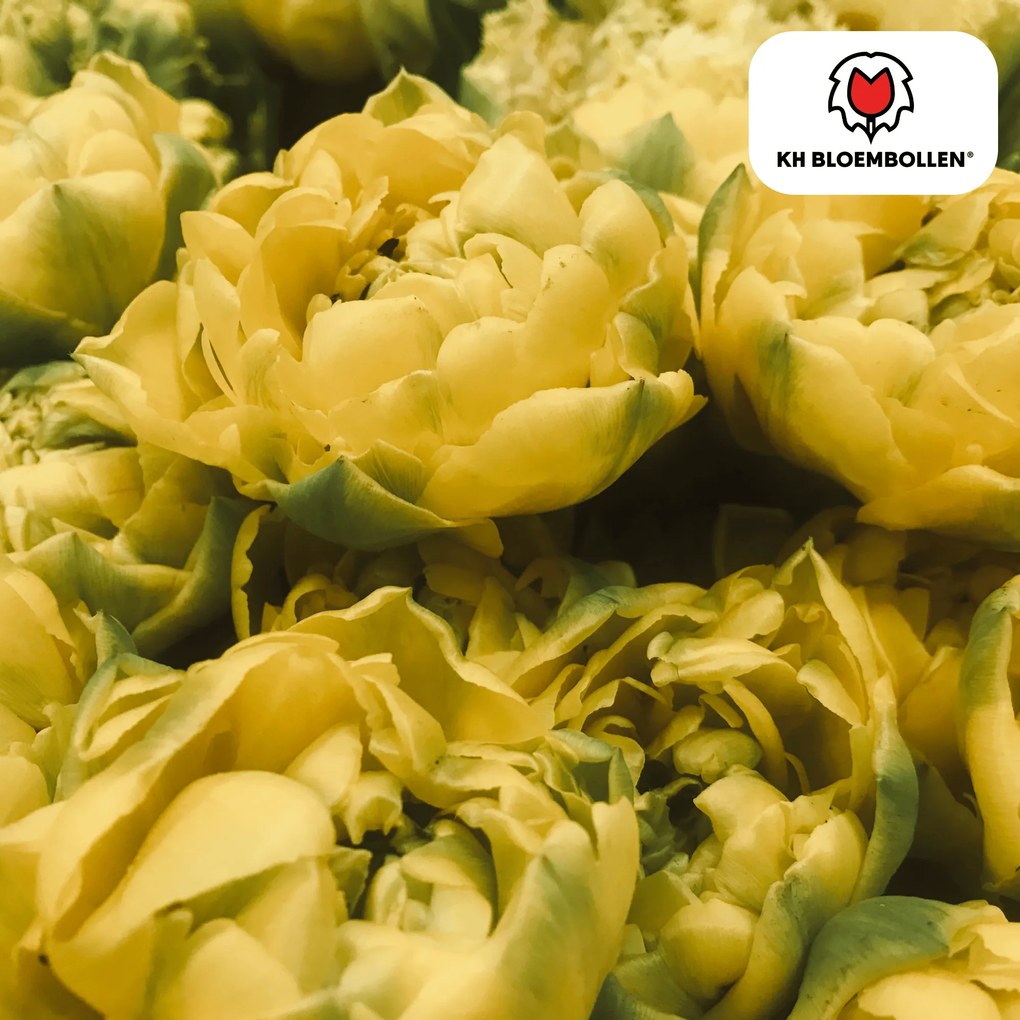 Tulpenbollen Avant Garde - 20 stuks