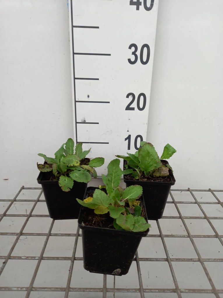 Salvia nemorosa 'Rose Queen' - pot 9x9 cm -