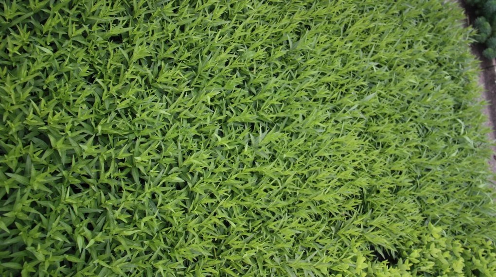 Amsonia orientalis - pot 9x9 cm
