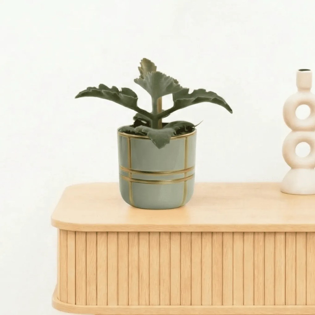 Bambino Kalanchoe Beharensis - 10cm