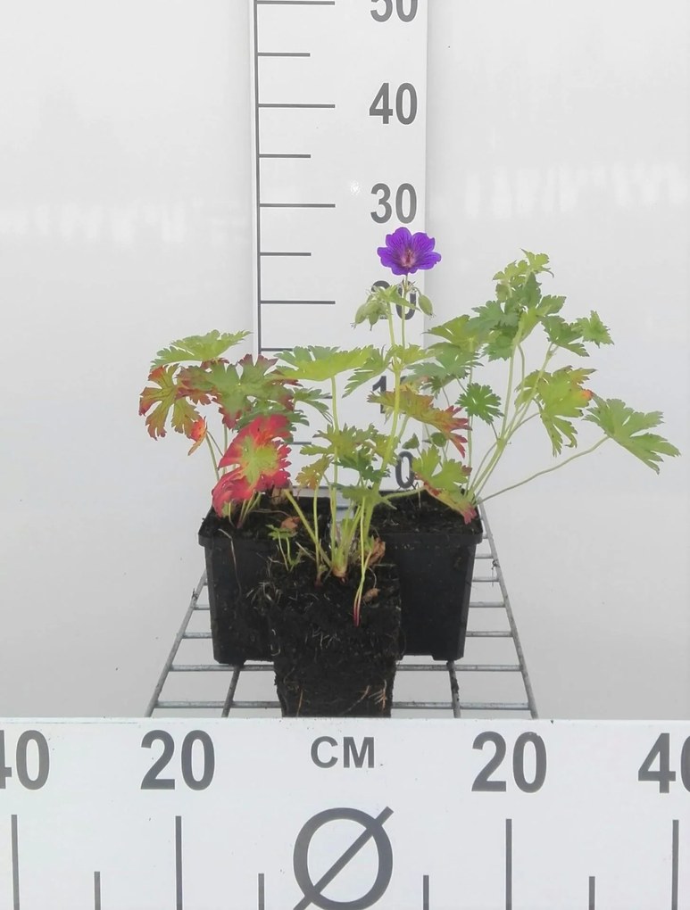 Geranium 'Blue Blood' - pot 9x9 cm