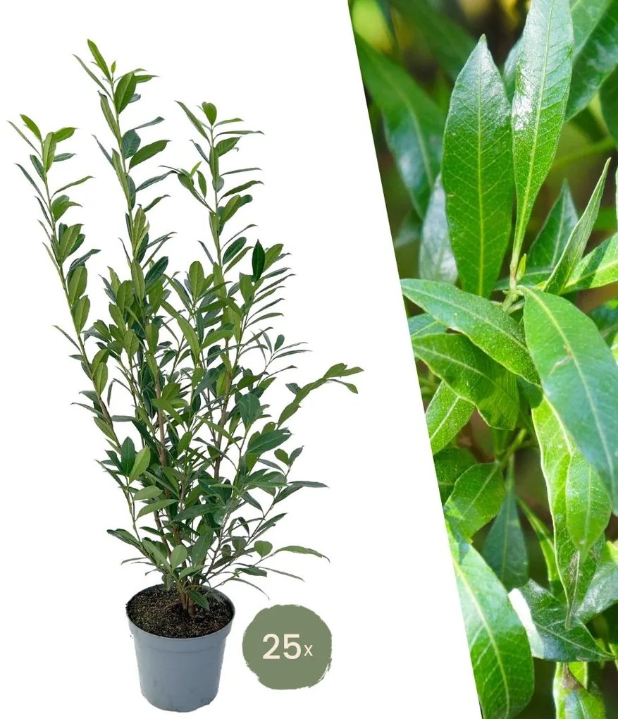 Grote Laurierkers Caucasica voor 10 meter strekkende haag - 130cm