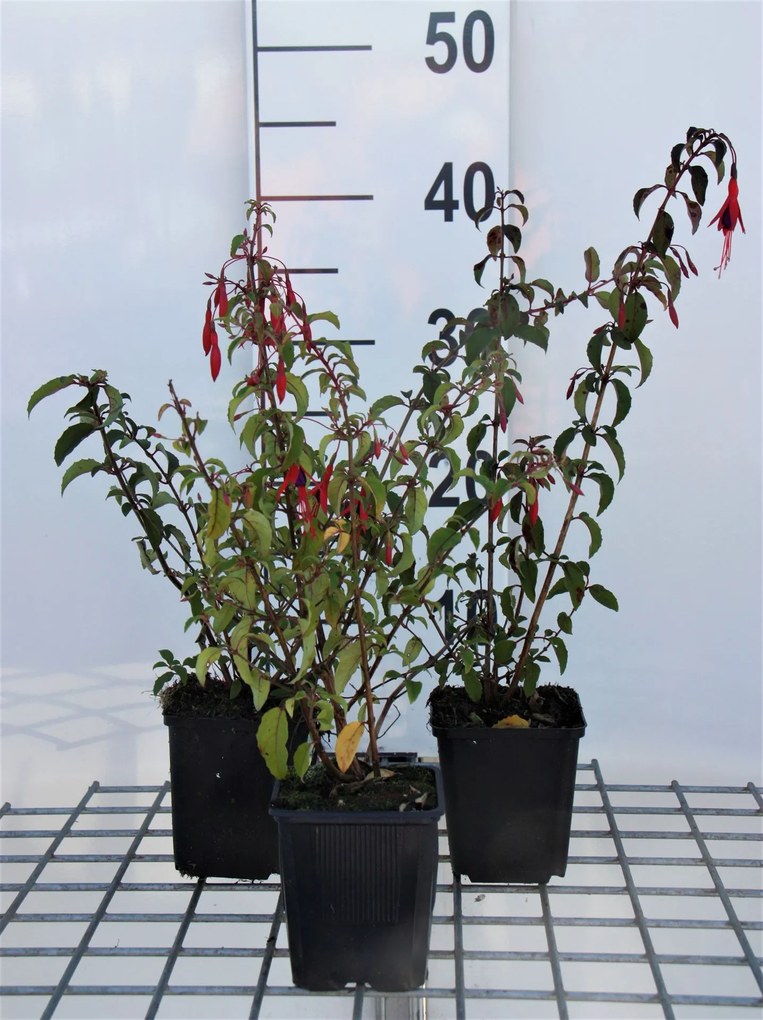 Fuchsia 'Riccartonii' - pot 9x9 cm -