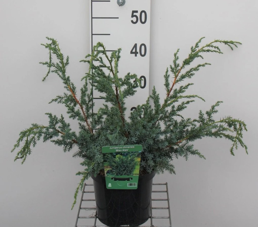 Juniperus chinensis 'Blue Alps' - pot - 25-30 cm