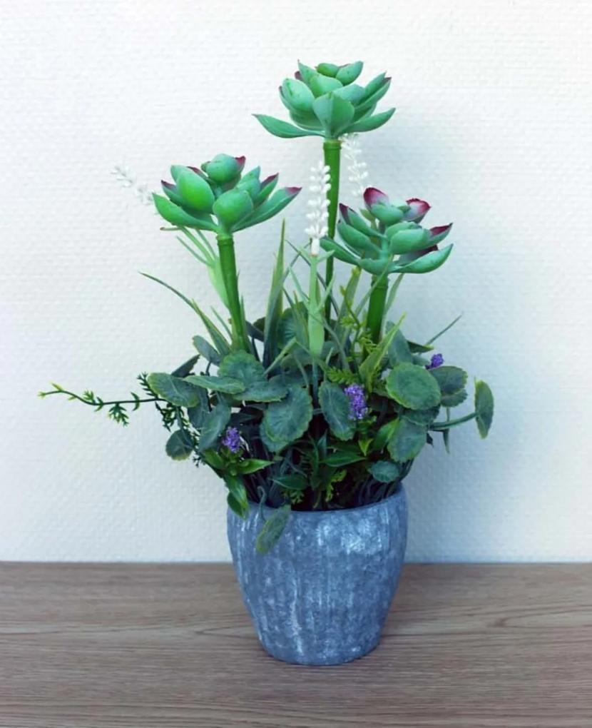 Plantjes in pot Lotus paars rood