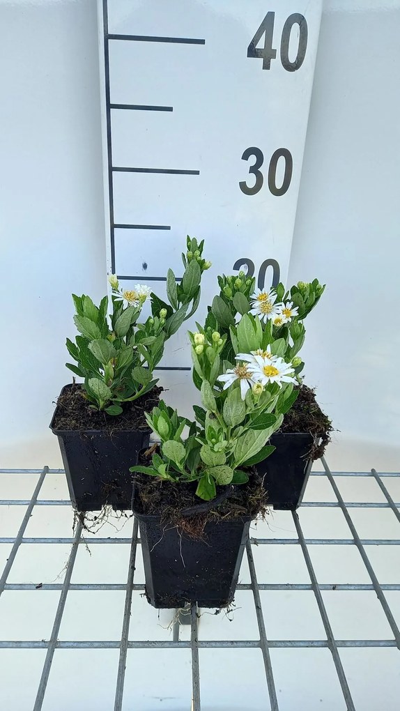 Aster ageratoides 'Starshine' - pot 9x9 cm