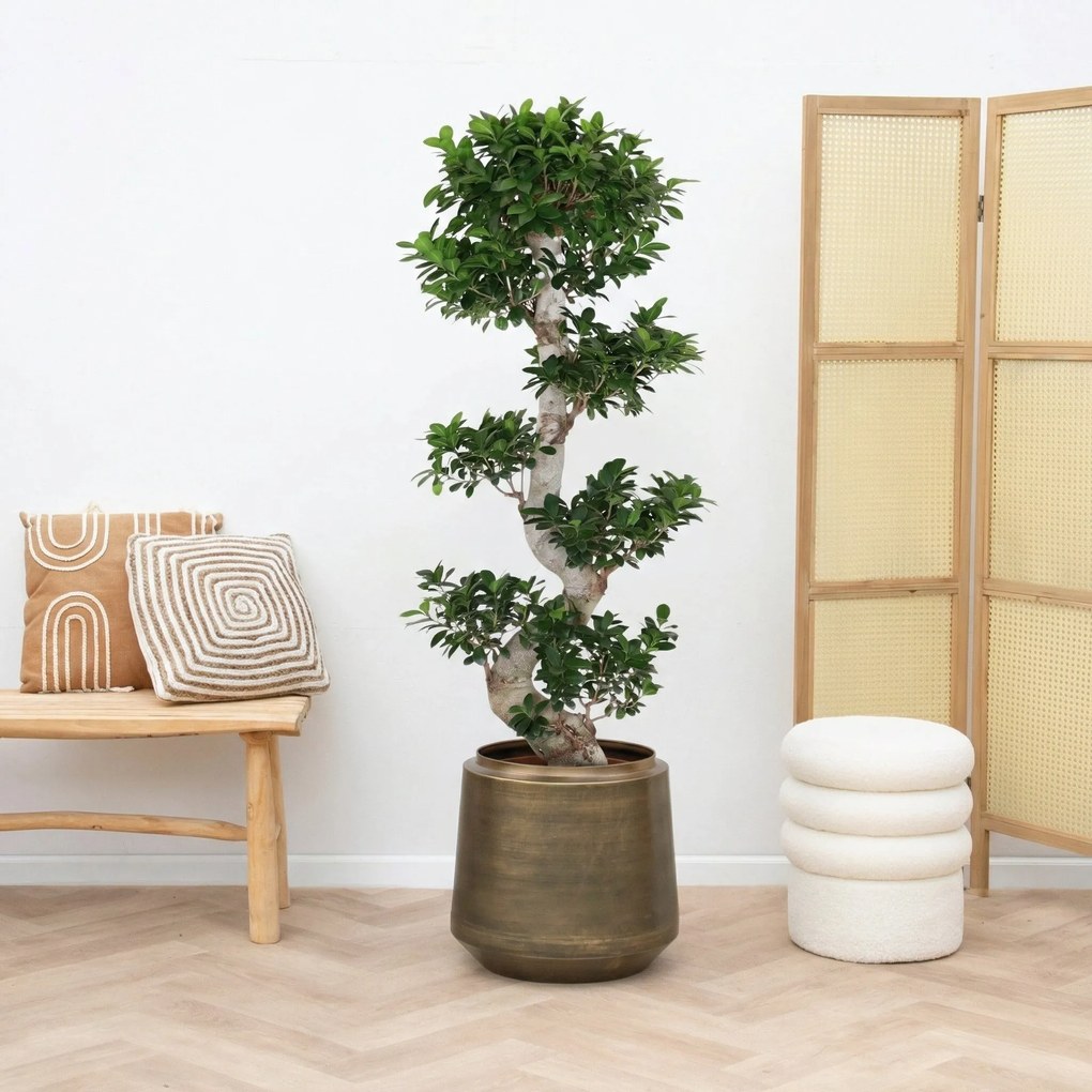 Ficus Microcarpa Ginseng S -vorm - 140cm