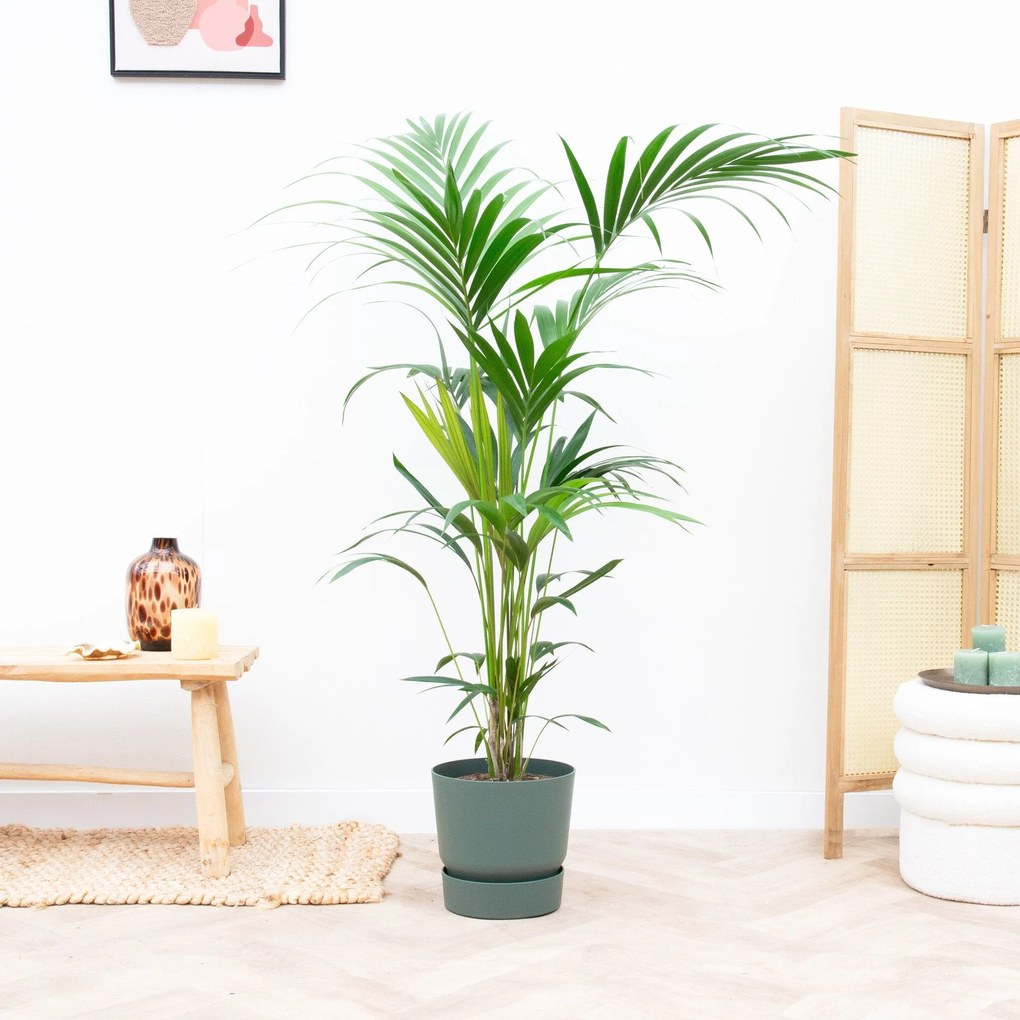Combi deal - Kentia palm inclusief Elho Greenville - 180cm
