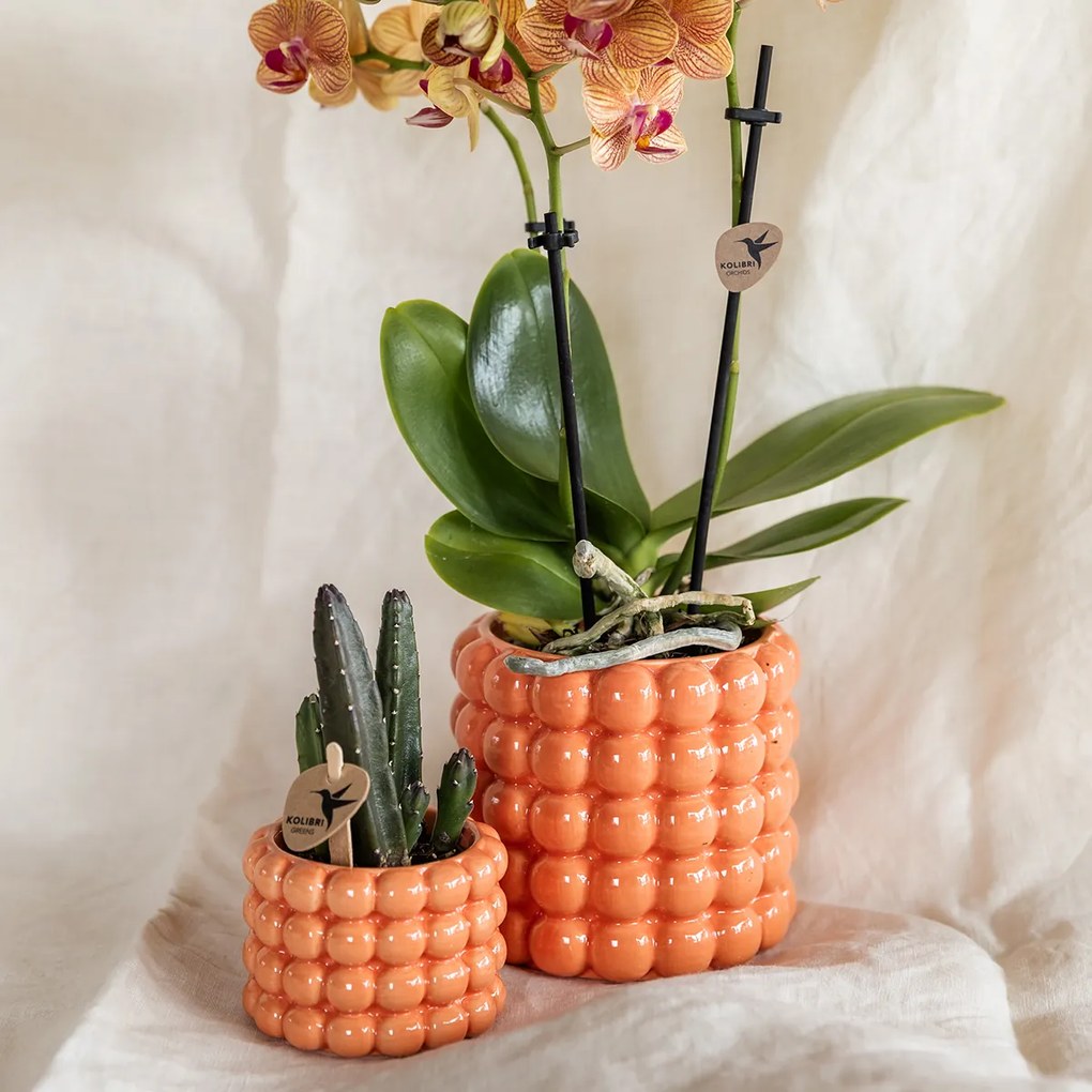 Combi deal - Orchidee Jamaica + succulent inclusief Poppy sierpotten