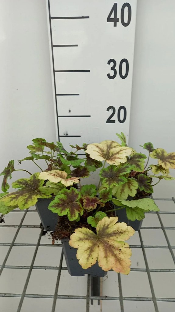 x Heucherella 'Golden Zebra' - pot 9x9 cm