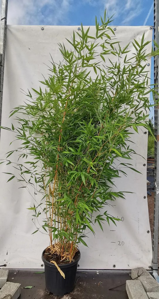 Phyllostachys aureosulcata 'Aureocaulis' - pot 10L - 125-150 cm