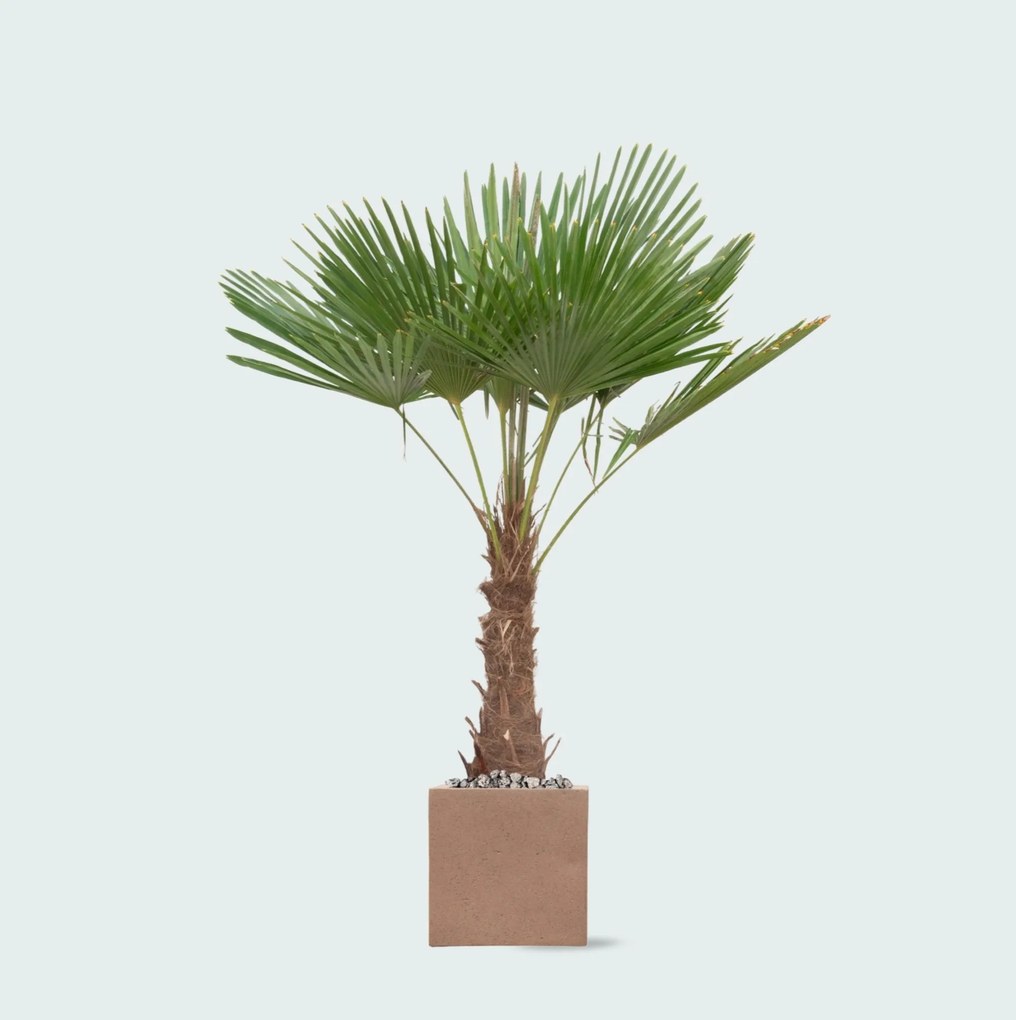 Combi deal - Trachycarpus Fortunei inclusief pot Grigio Cube - 200cm