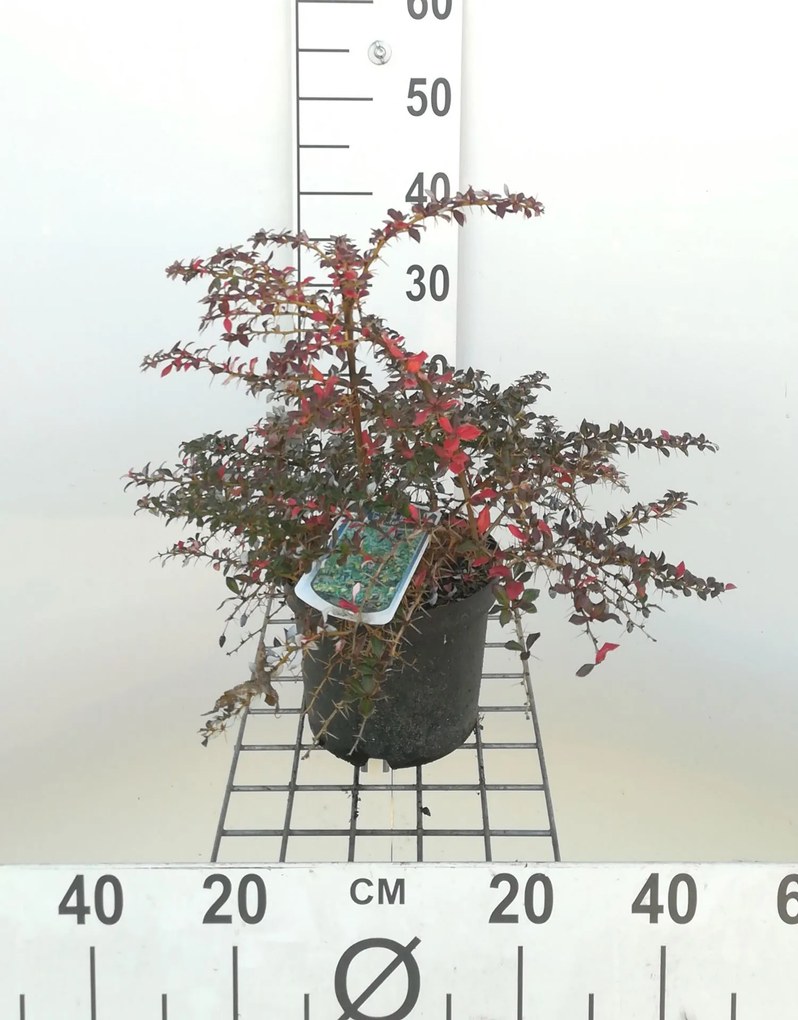 Berberis x frikartii 'Amstelveen' - pot - 25-30 cm