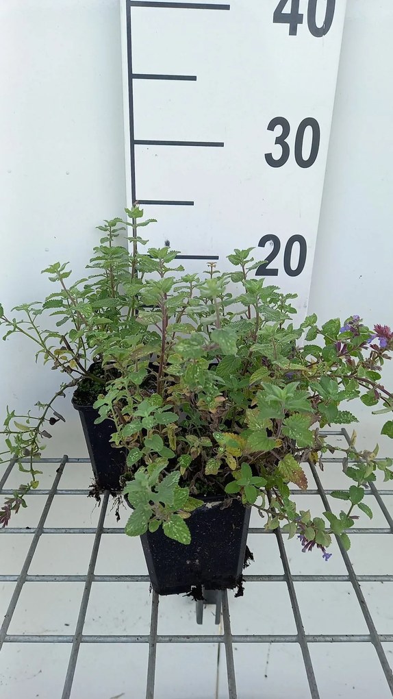 Nepeta racemosa 'Blue Wonder' - pot 9x9 cm
