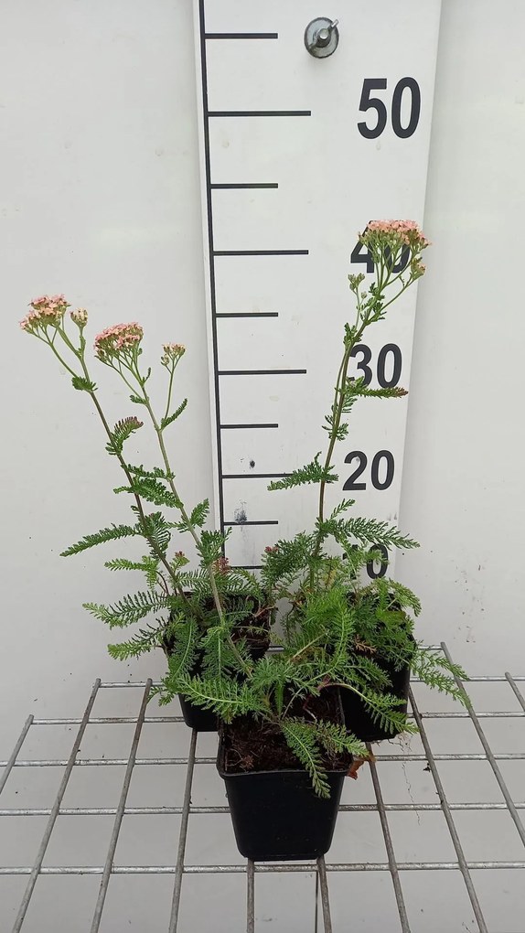 Achillea millefolium 'Lachsschönheit' - pot 9x9 cm -