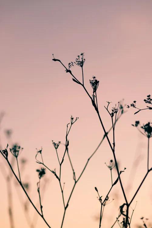 Fotobehang Dried plants on a pink sunset, (85 x 128 cm)