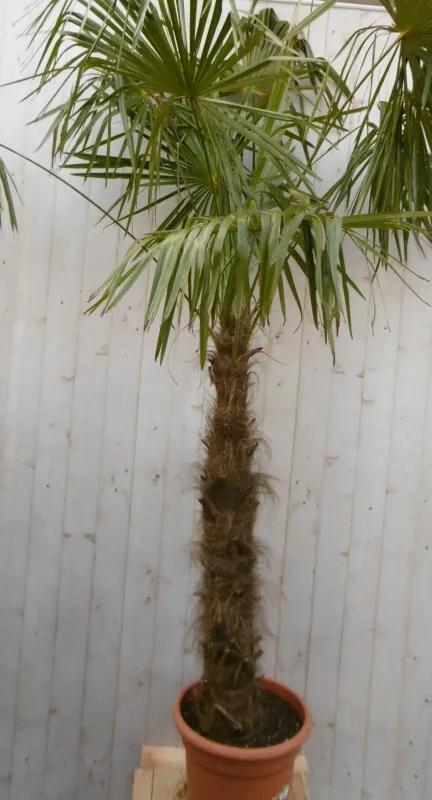 Winterharde Palmboom stamhoogte 150 cm en hoogte 300 cm