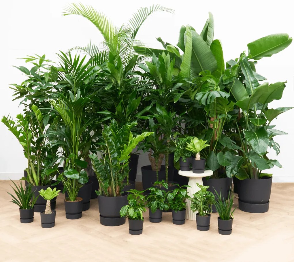 Kantoorpakket: Plant Harmony