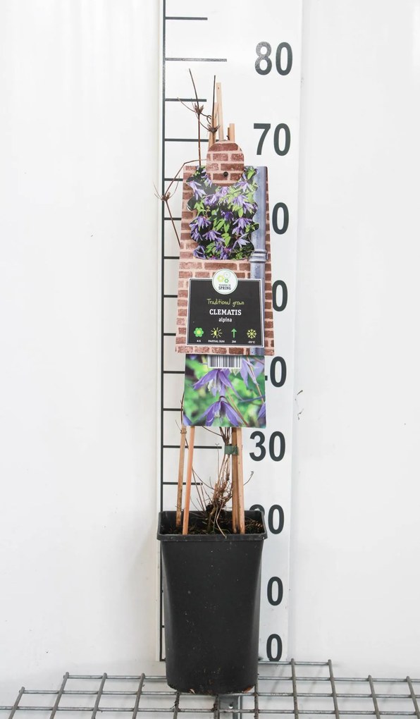 Clematis alpina - pot - 50-60 cm -