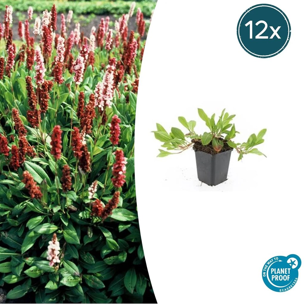 Persicaria aff. 'Darjeeling Red' - 20cm