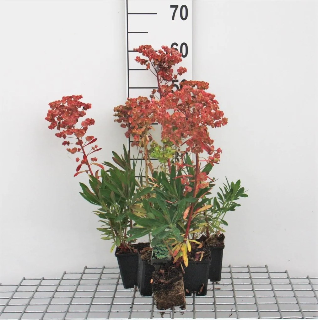 Euphorbia x martinii - pot 9x9 cm