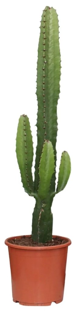 Euphorbia Acrurensis -Ø17cm - ↕50cm