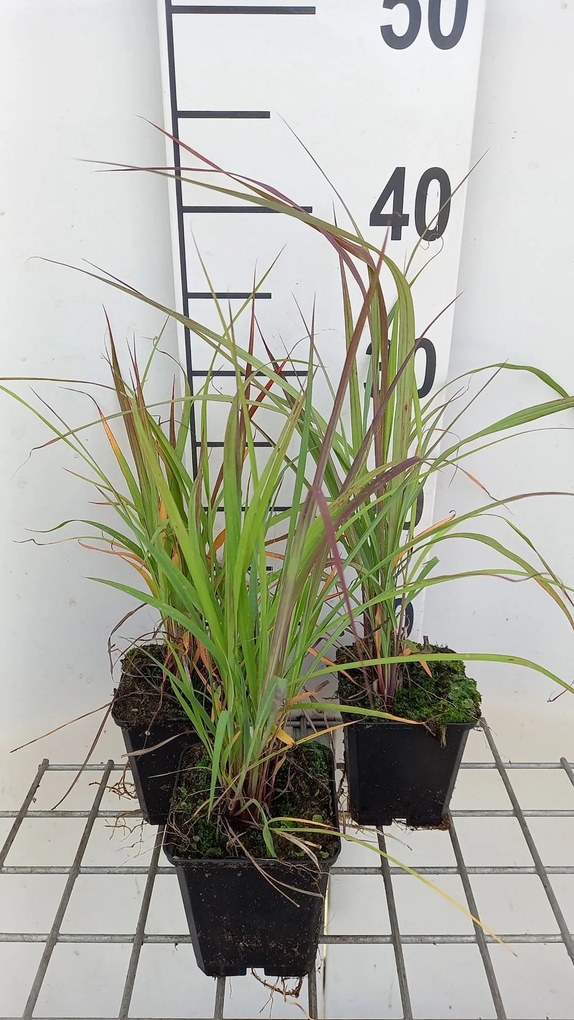 Andropogon gerardii - pot 9x9 cm