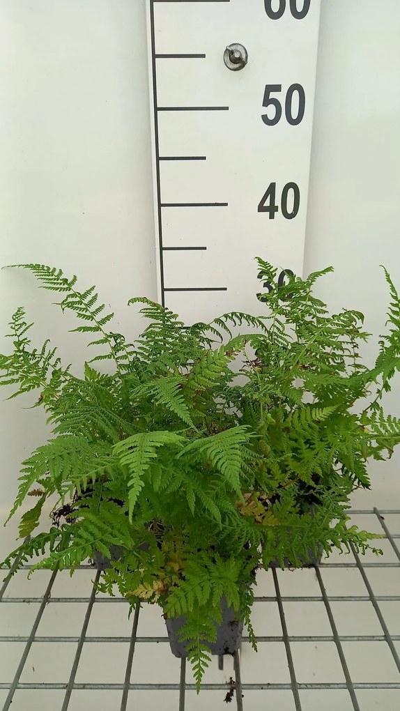 Athyrium filix-femina 'Lady in Red' - pot 9x9 cm
