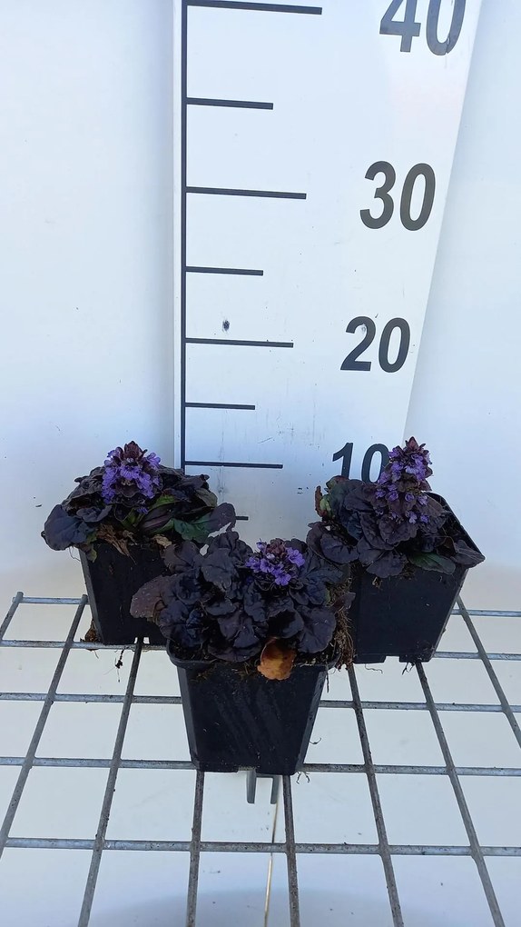 Ajuga reptans 'Binblasca' (Black Scallop) - pot 9x9 cm