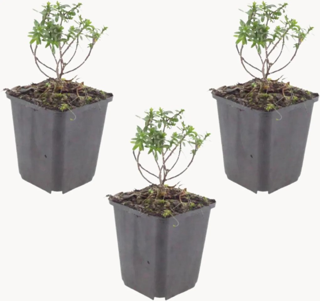 Planten Candytuft Iberis sempervirens Schneeflocke, 3-delig