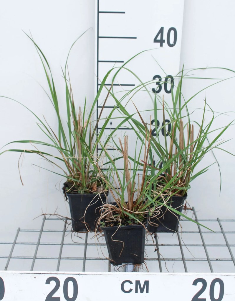Pennisetum alopecuroides 'Japonicum' - pot 9x9 cm