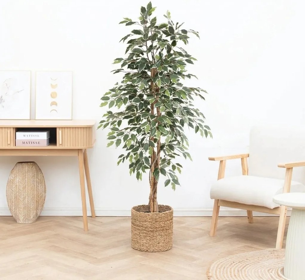 Kunst Ficus benjamina variegata - 160cm