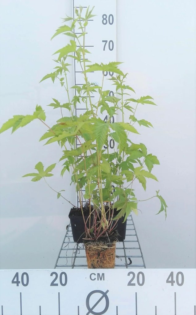 Filipendula purpurea 'Elegans' - pot 9x9 cm