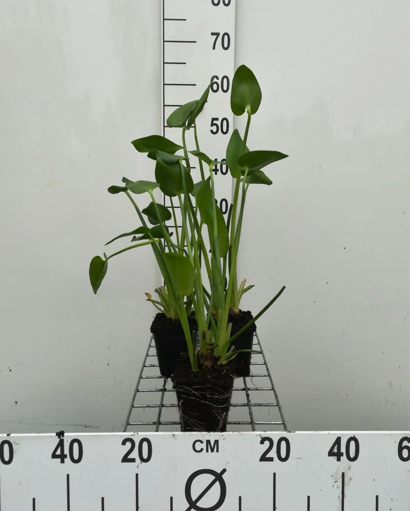 Pontederia cordata - pot 9x9 cm -